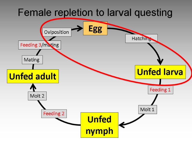 Egg Unfed larva Unfed nymph Unfed adult Feeding 1 Molt 1 Mating  Oviposition